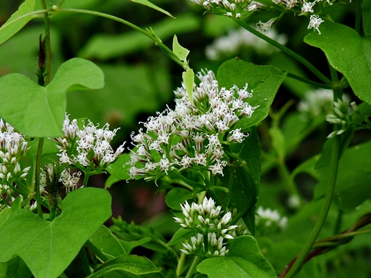 {Mikania scandens}